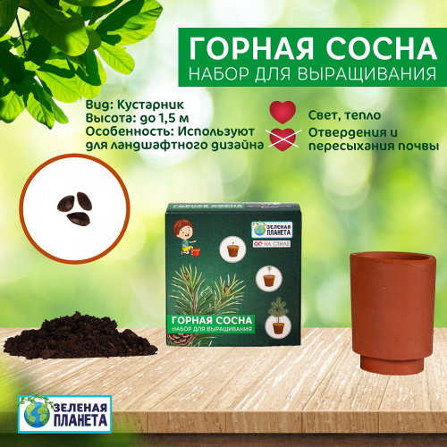 Набор для выращивания Горная Сосна
